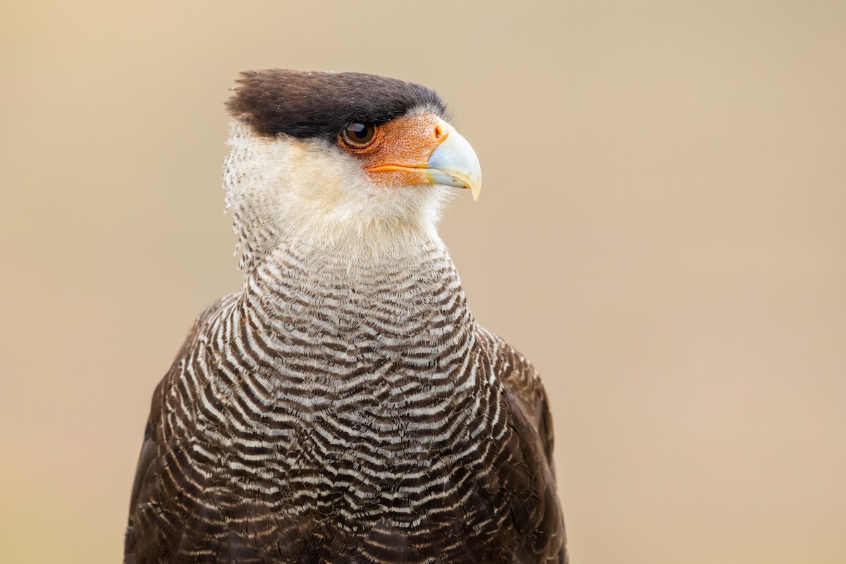 Crested Caracara - ML457230011