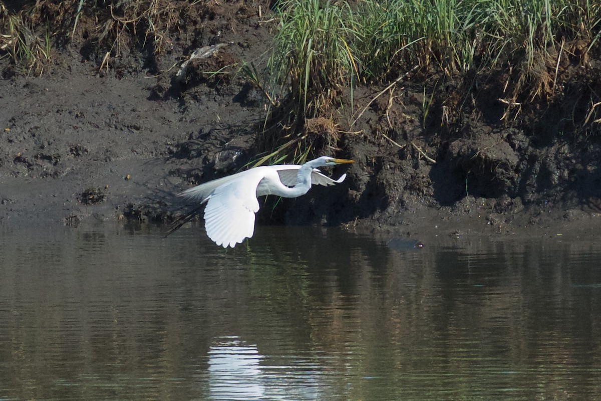 Great Egret - ML457230491