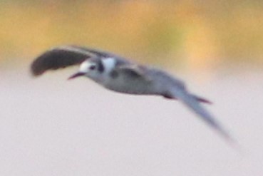 Black Tern - Marcelle Praetorius