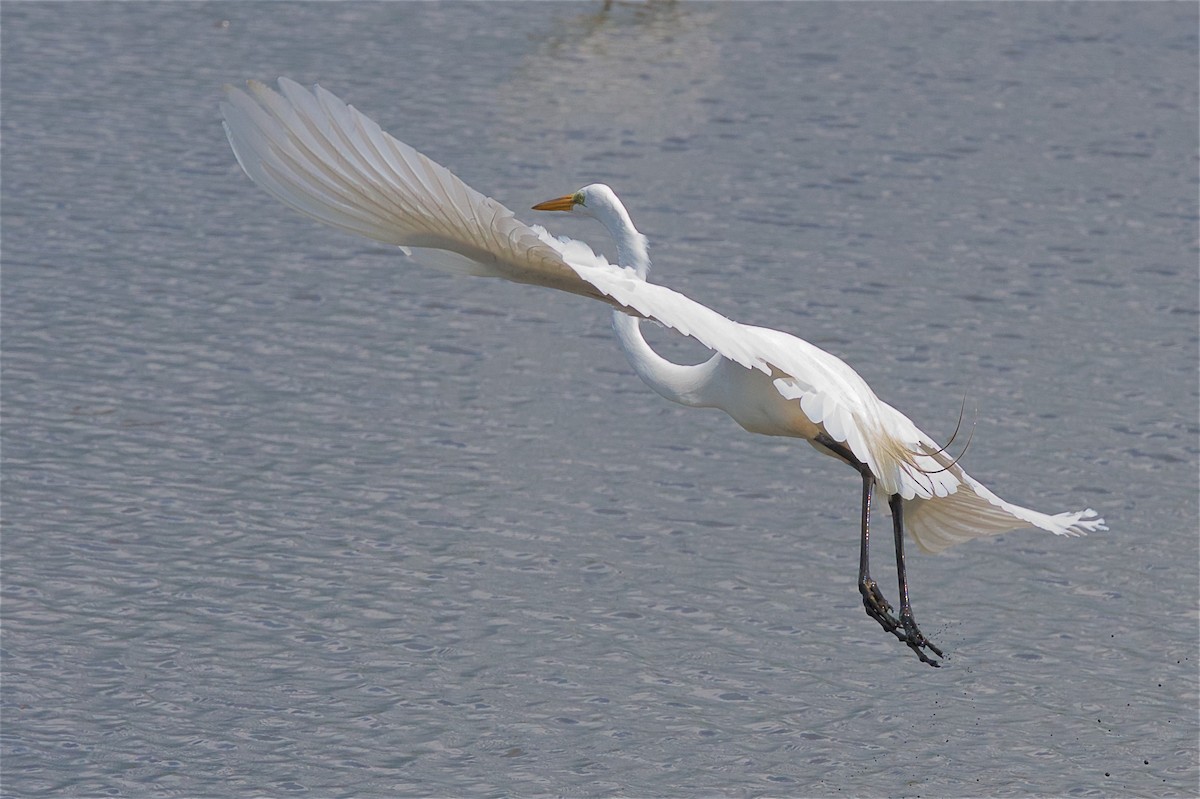 Great Egret - ML457232671