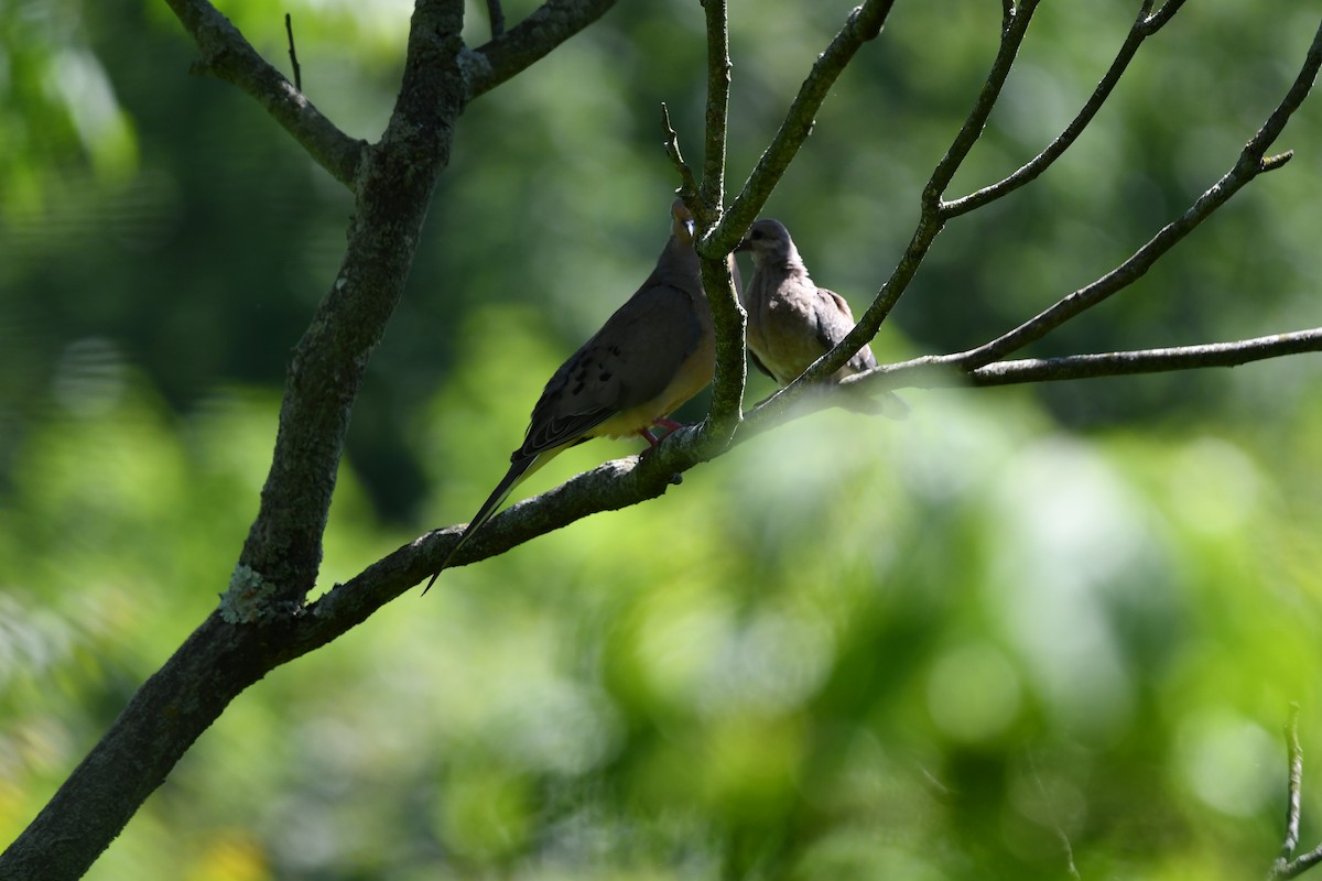 Carolinataube - ML457232921