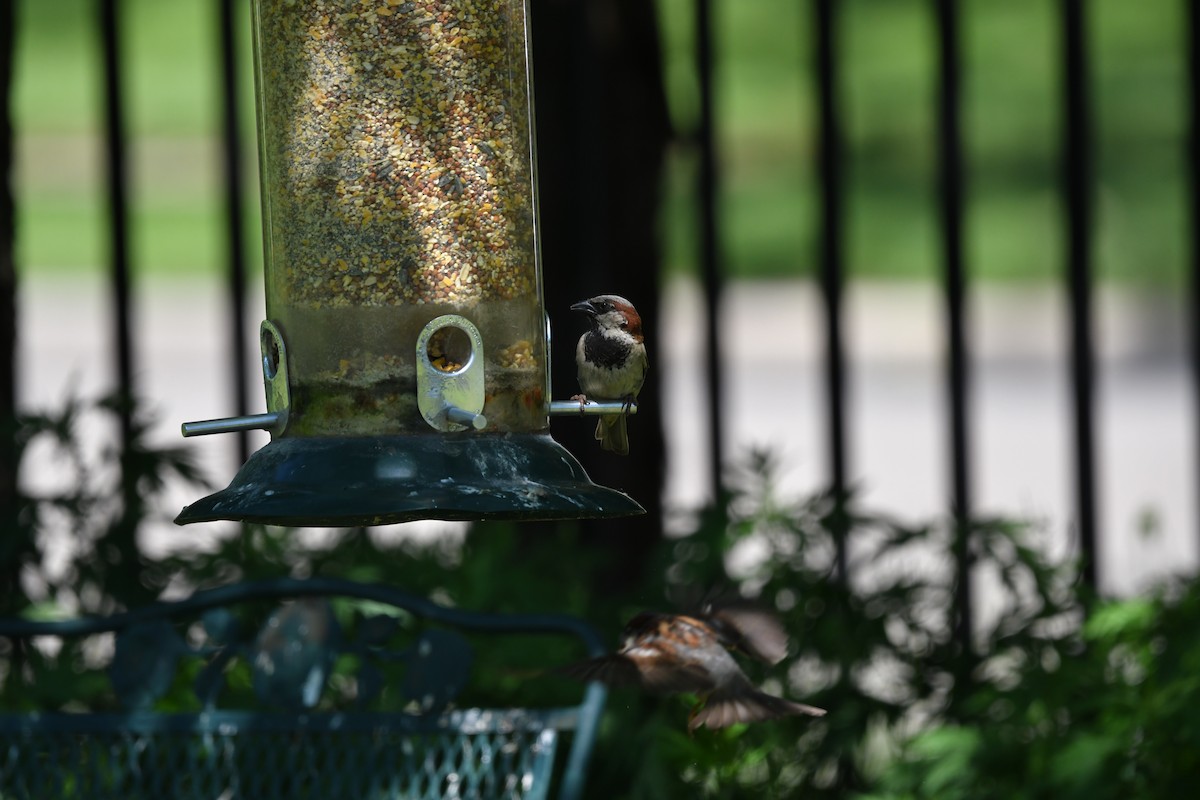 House Sparrow - ML457233441