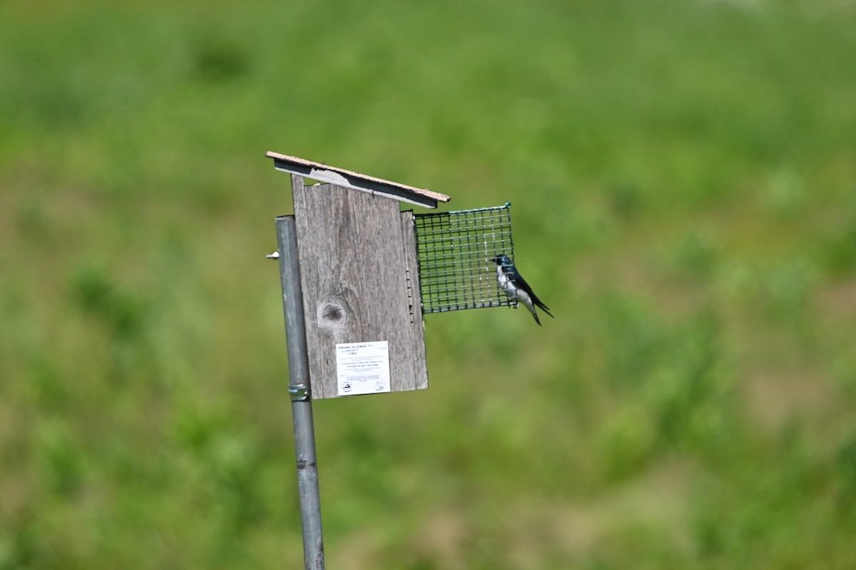 Golondrina Bicolor - ML457233601