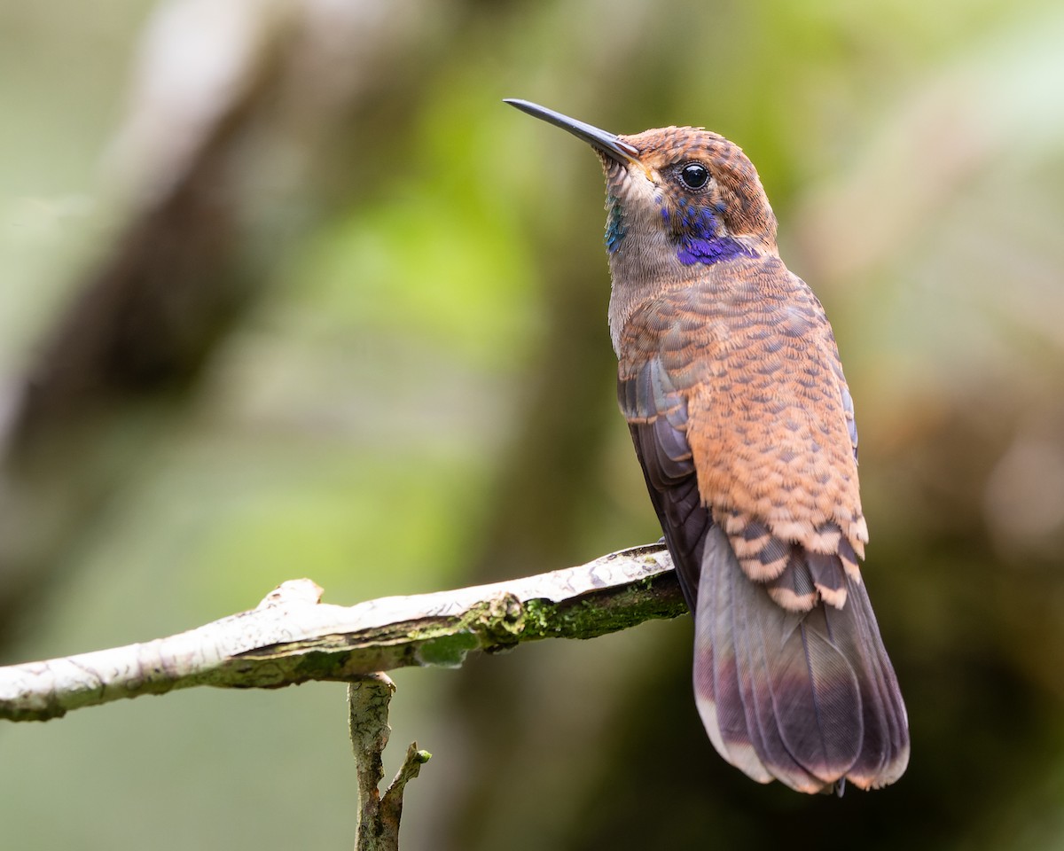 kolibřík fialovouchý - ML457234041