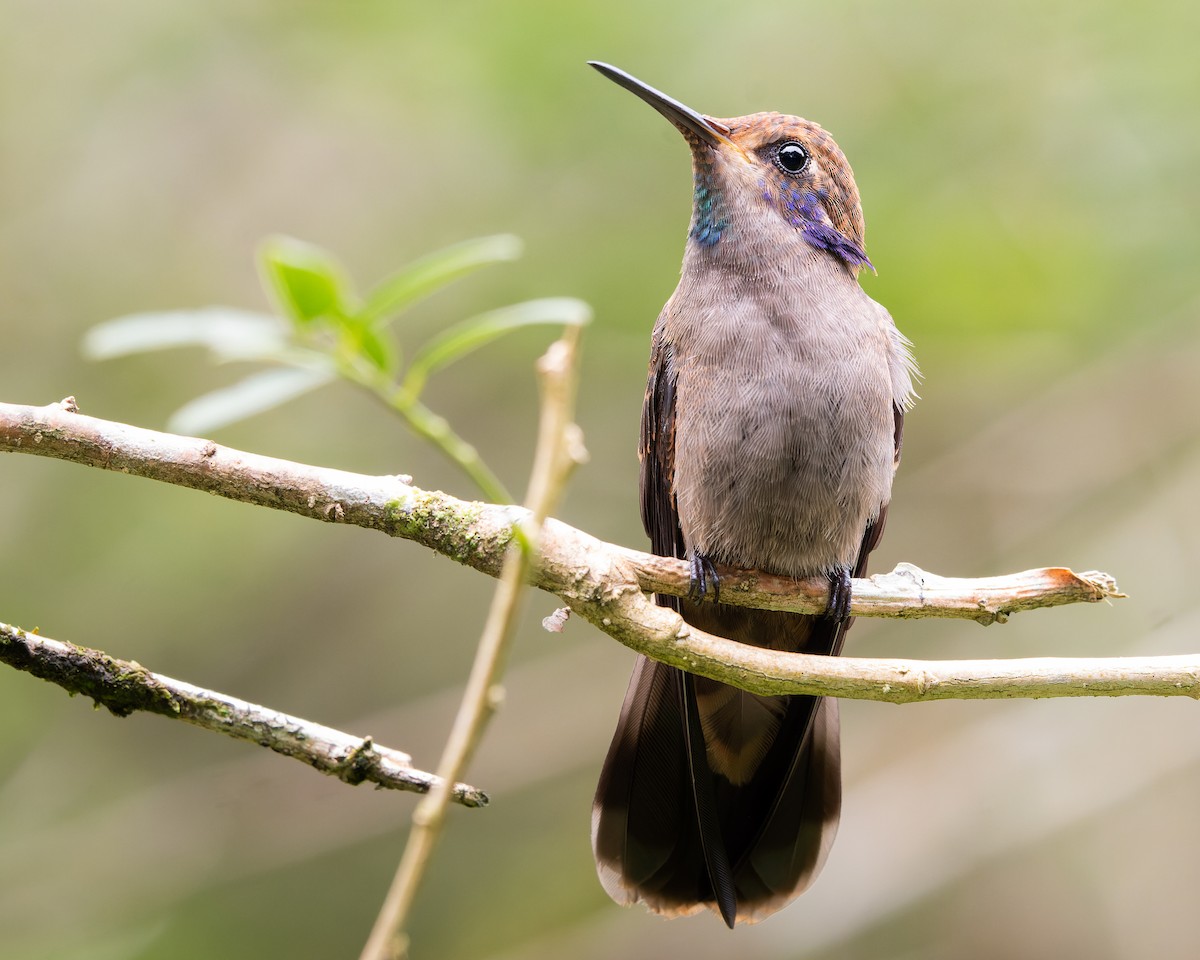 Brown Violetear - José Orozco