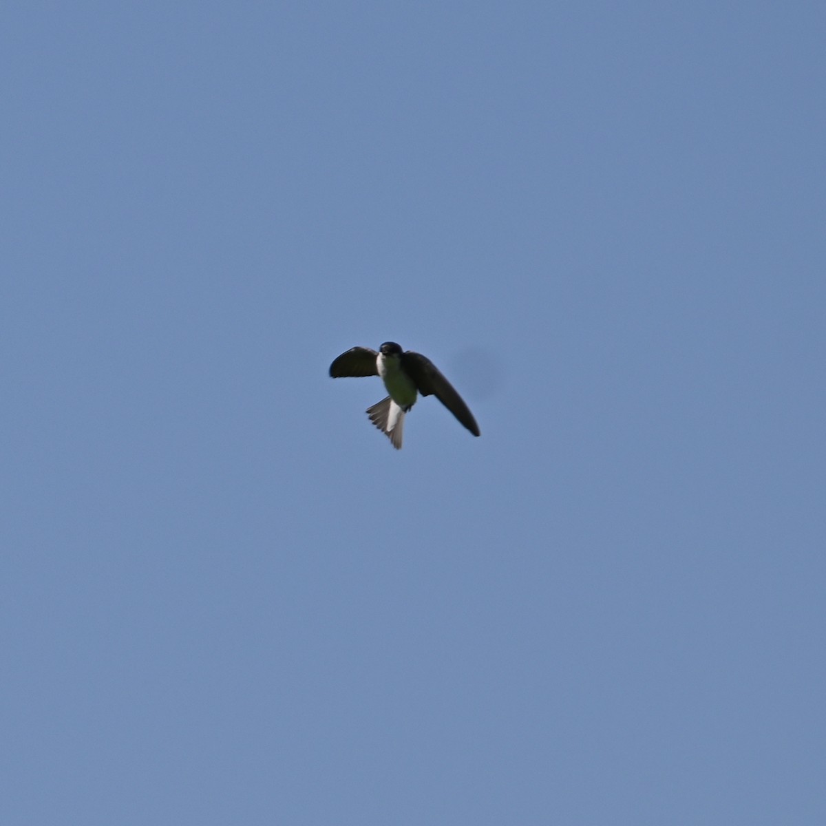 Purple Martin - Chad Ludwig