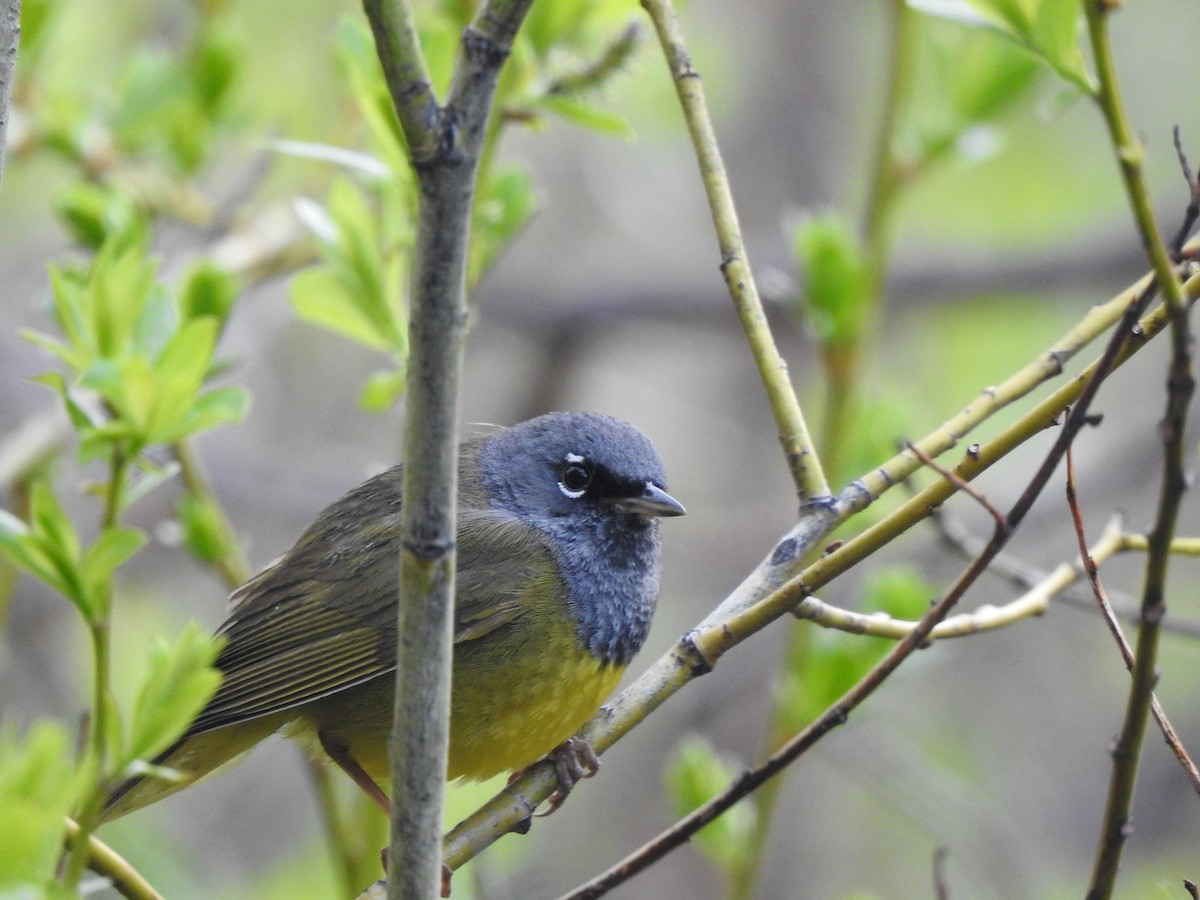 MacGillivray's Warbler - ML457234611