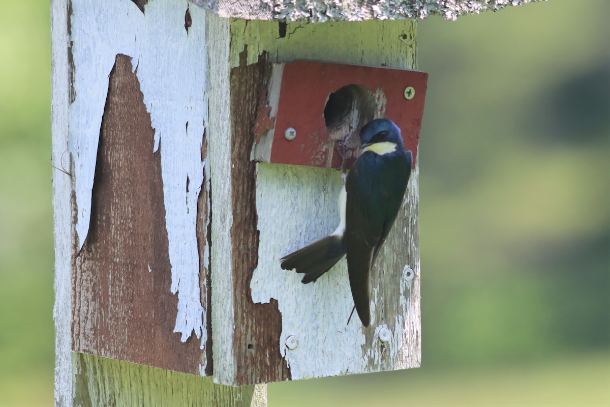 Tree Swallow - ML457234751