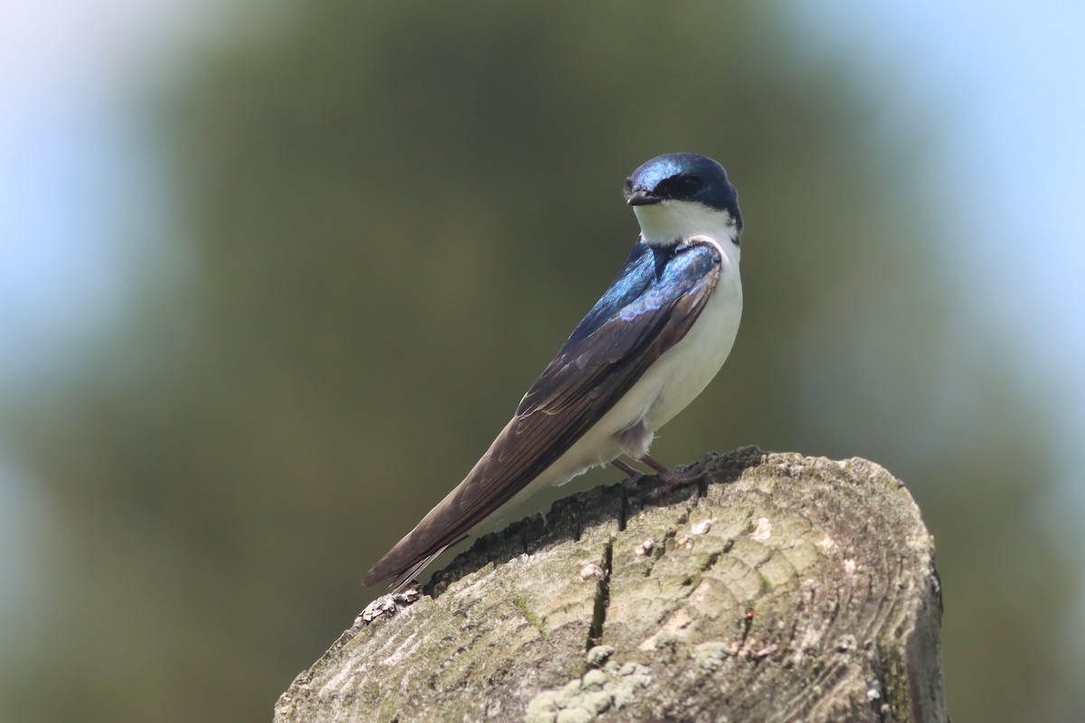 Tree Swallow - Margaret Viens