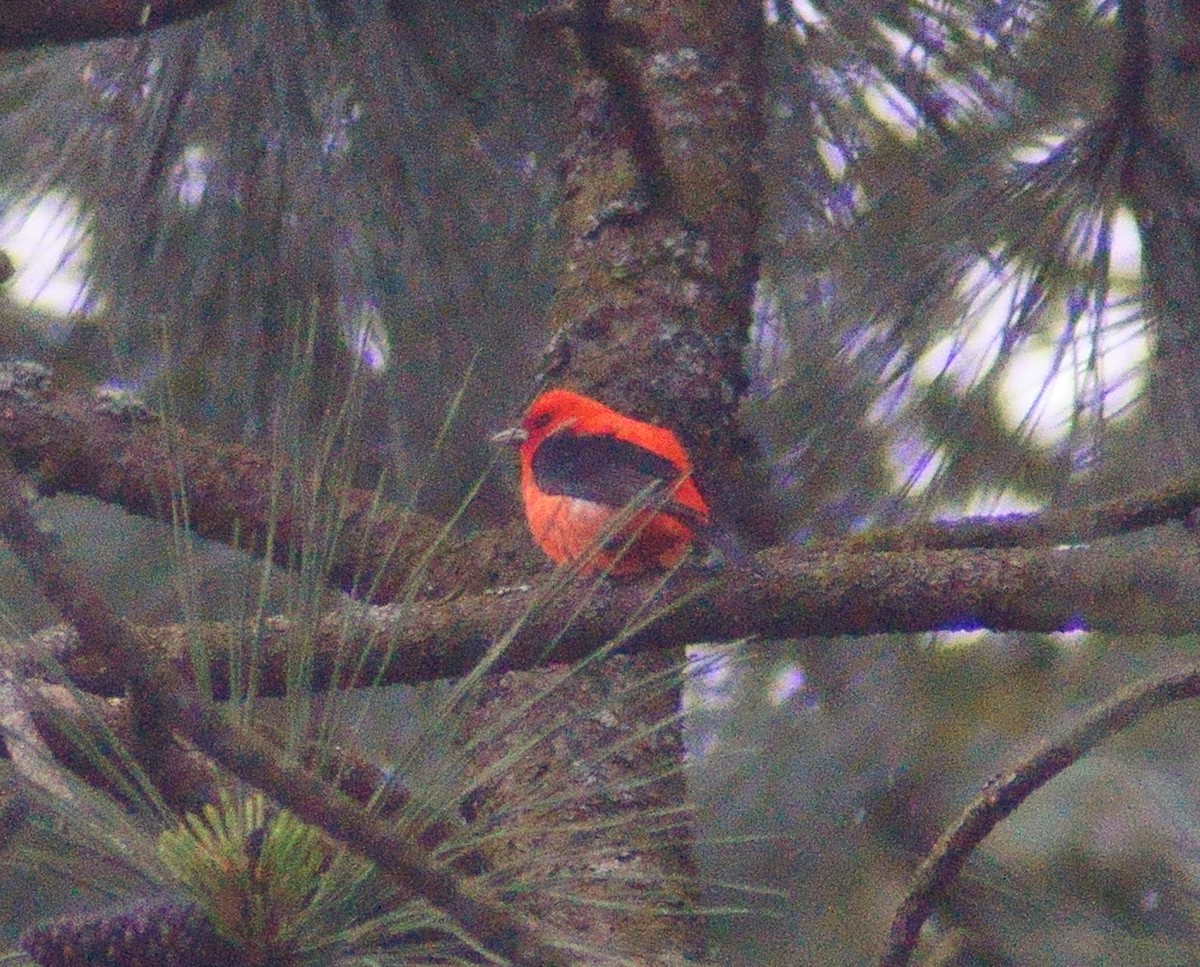 Piranga Escarlata - ML457234791