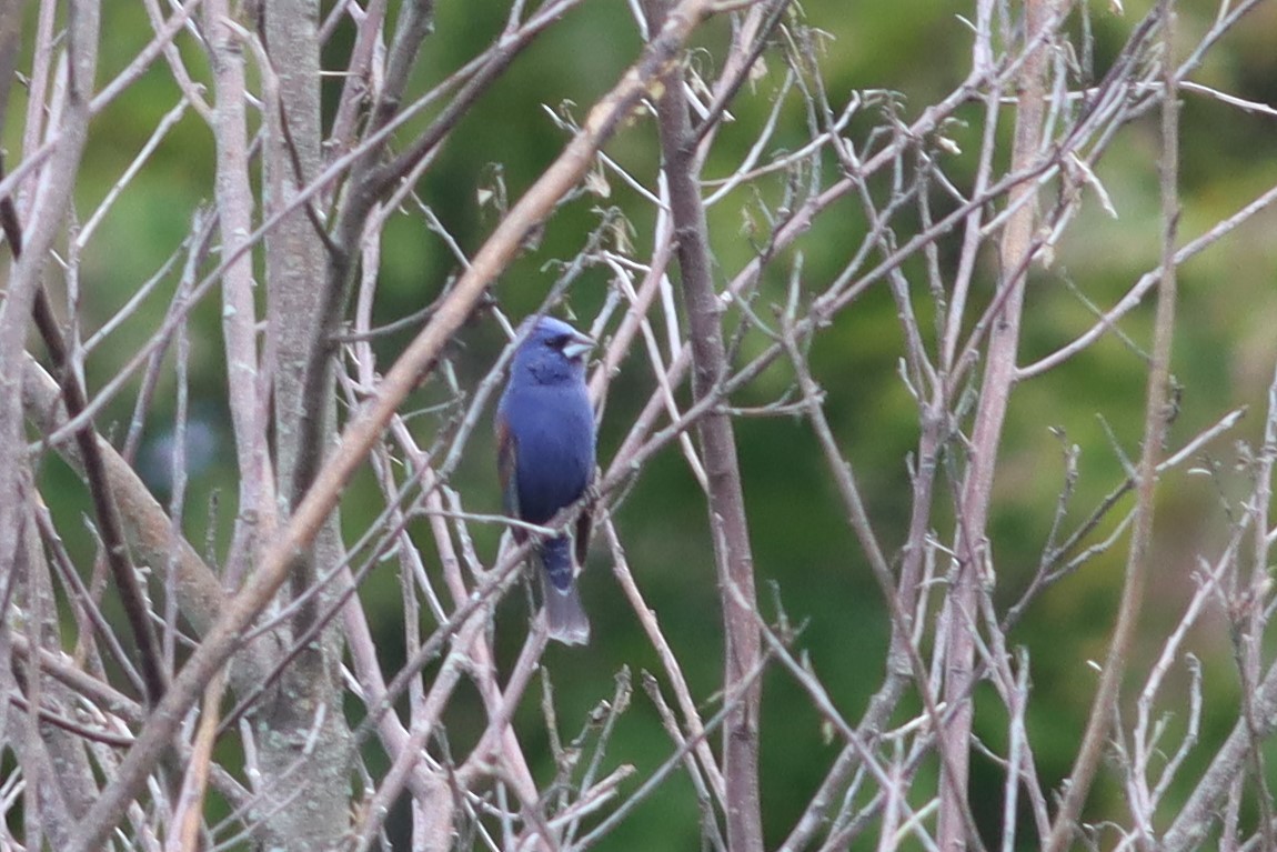 Blue Grosbeak - ML457234951