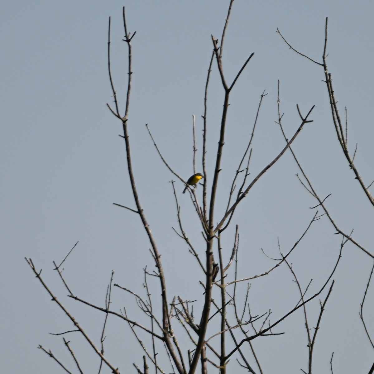 Yellow-breasted Chat - Chad Ludwig