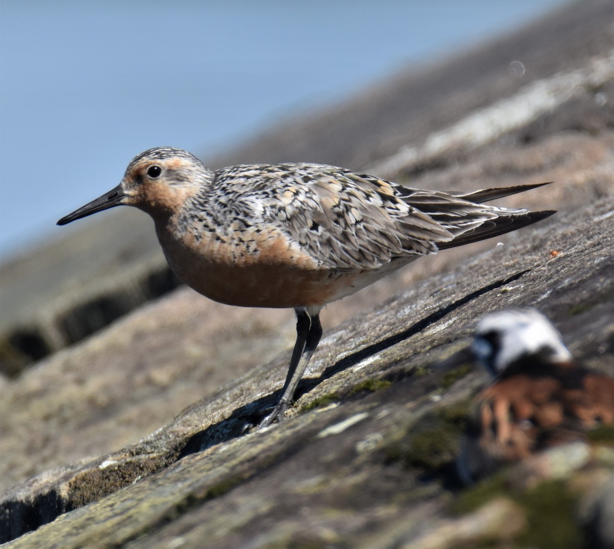 Red Knot - ML457235201