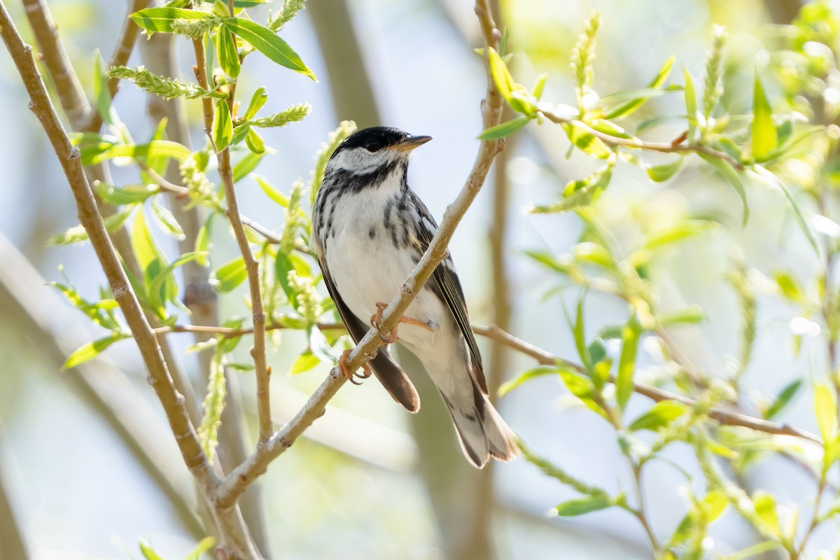 Paruline rayée - ML457235321