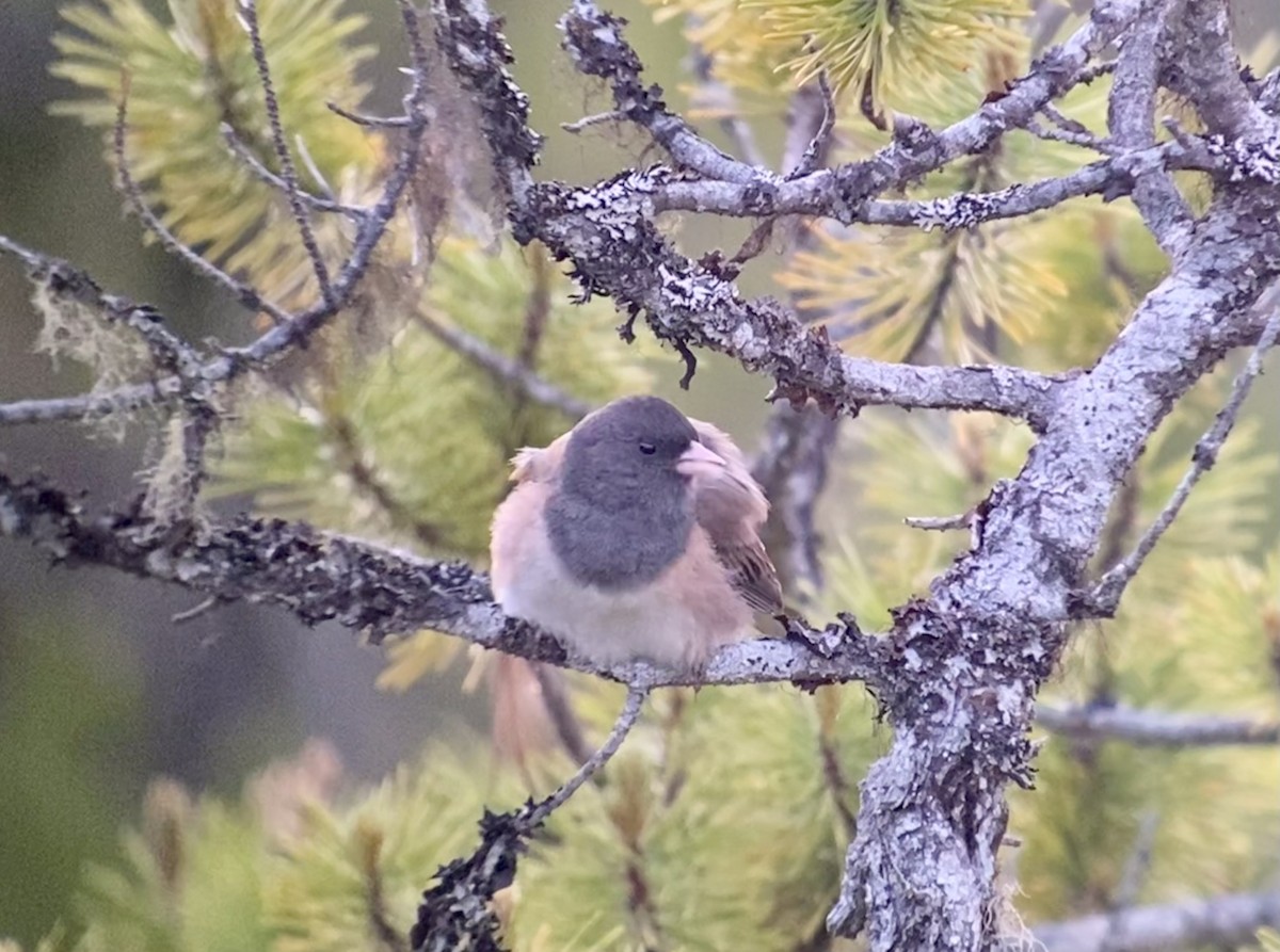 Junco ardoisé - ML457235691