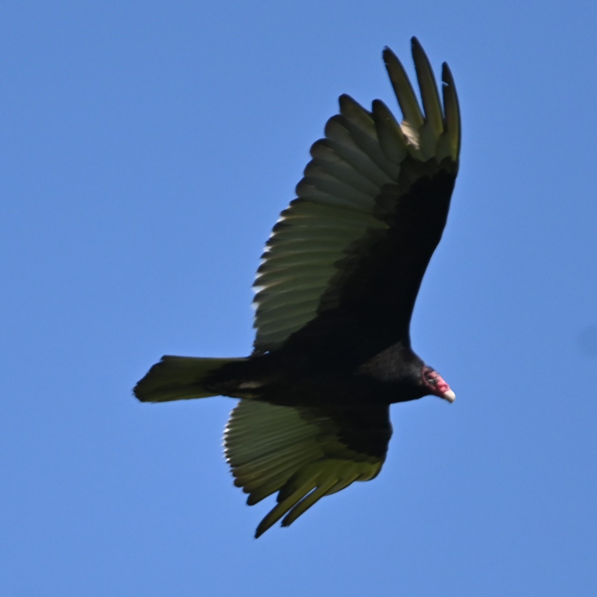 Turkey Vulture - ML457236491
