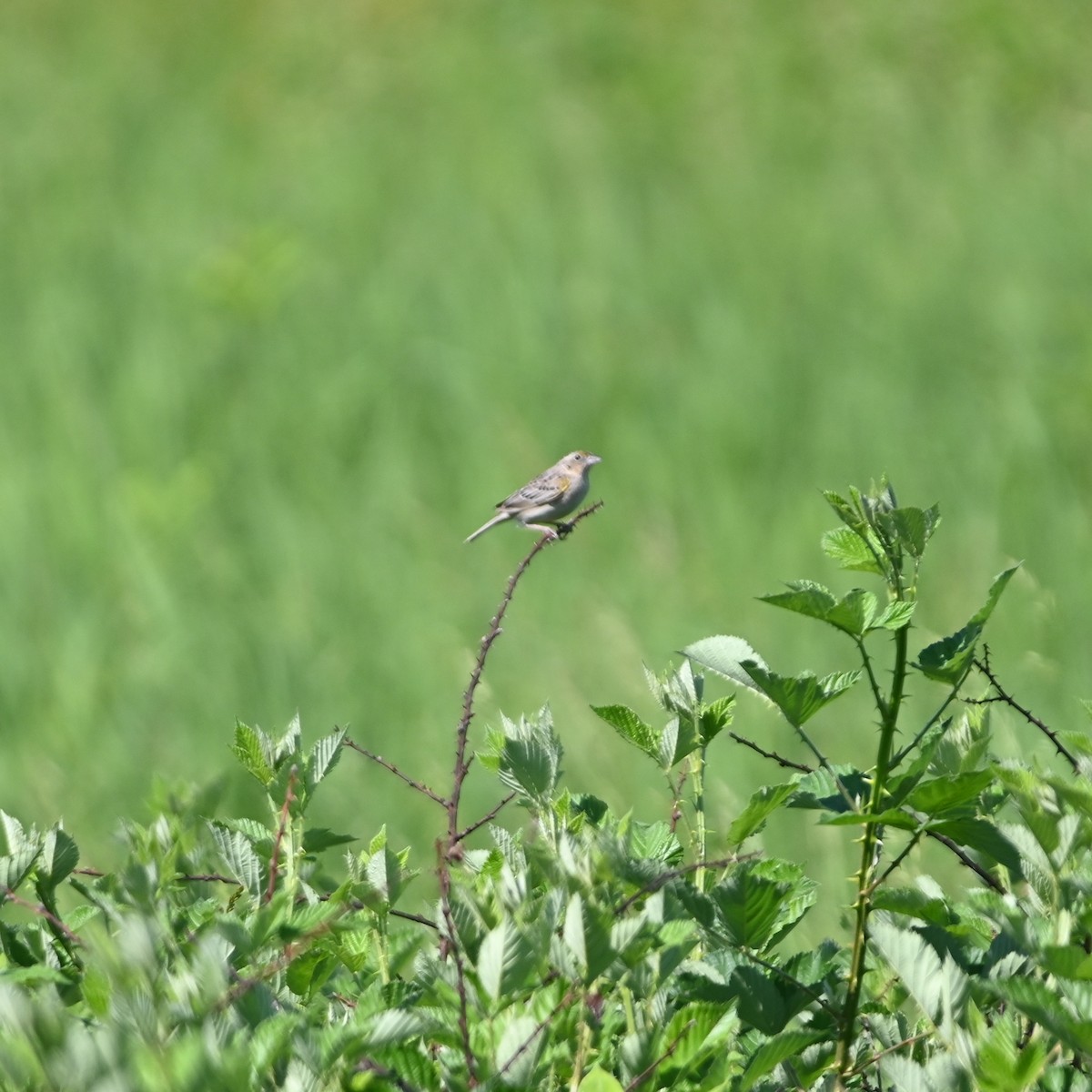 Grasshopper Sparrow - ML457236571