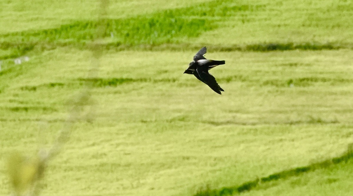 Brown-backed Needletail - ML457237011