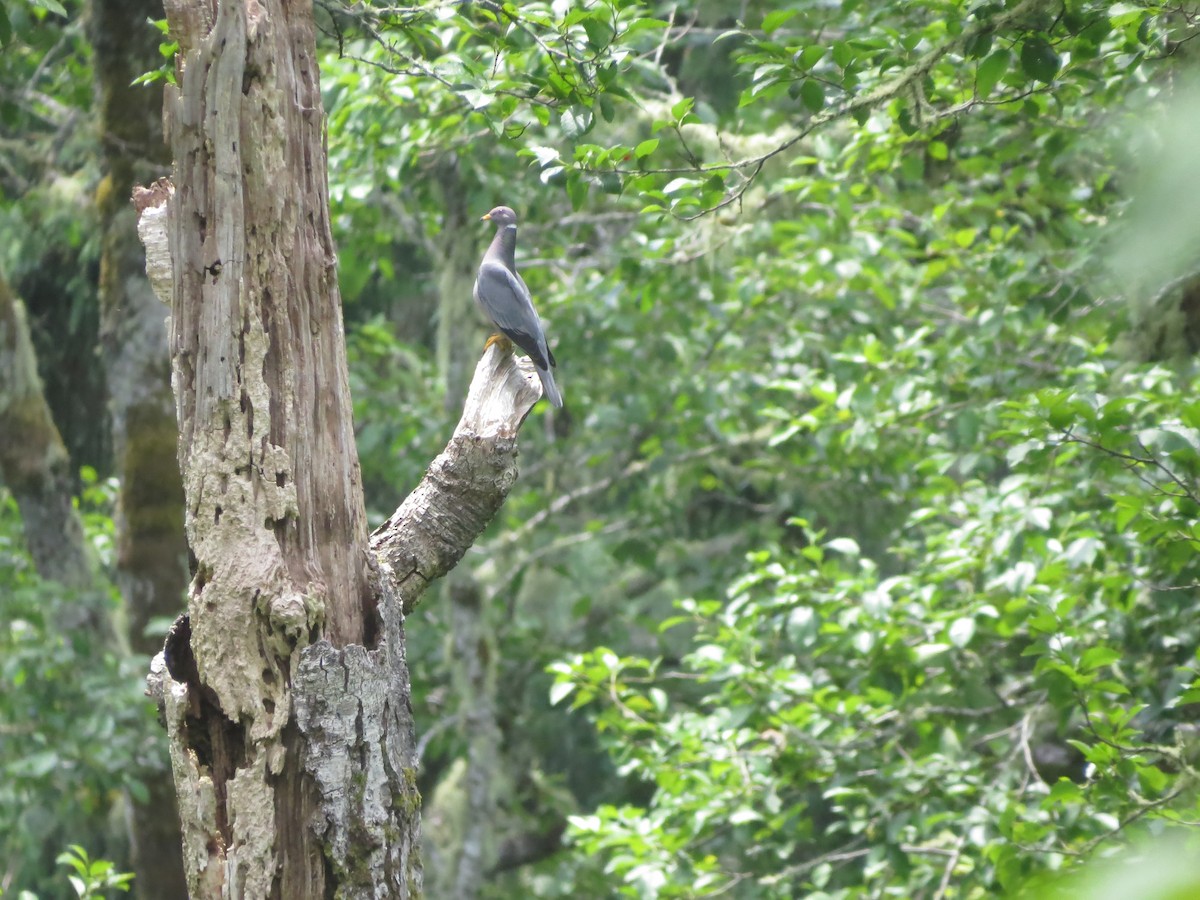 Band-tailed Pigeon - ML457237761