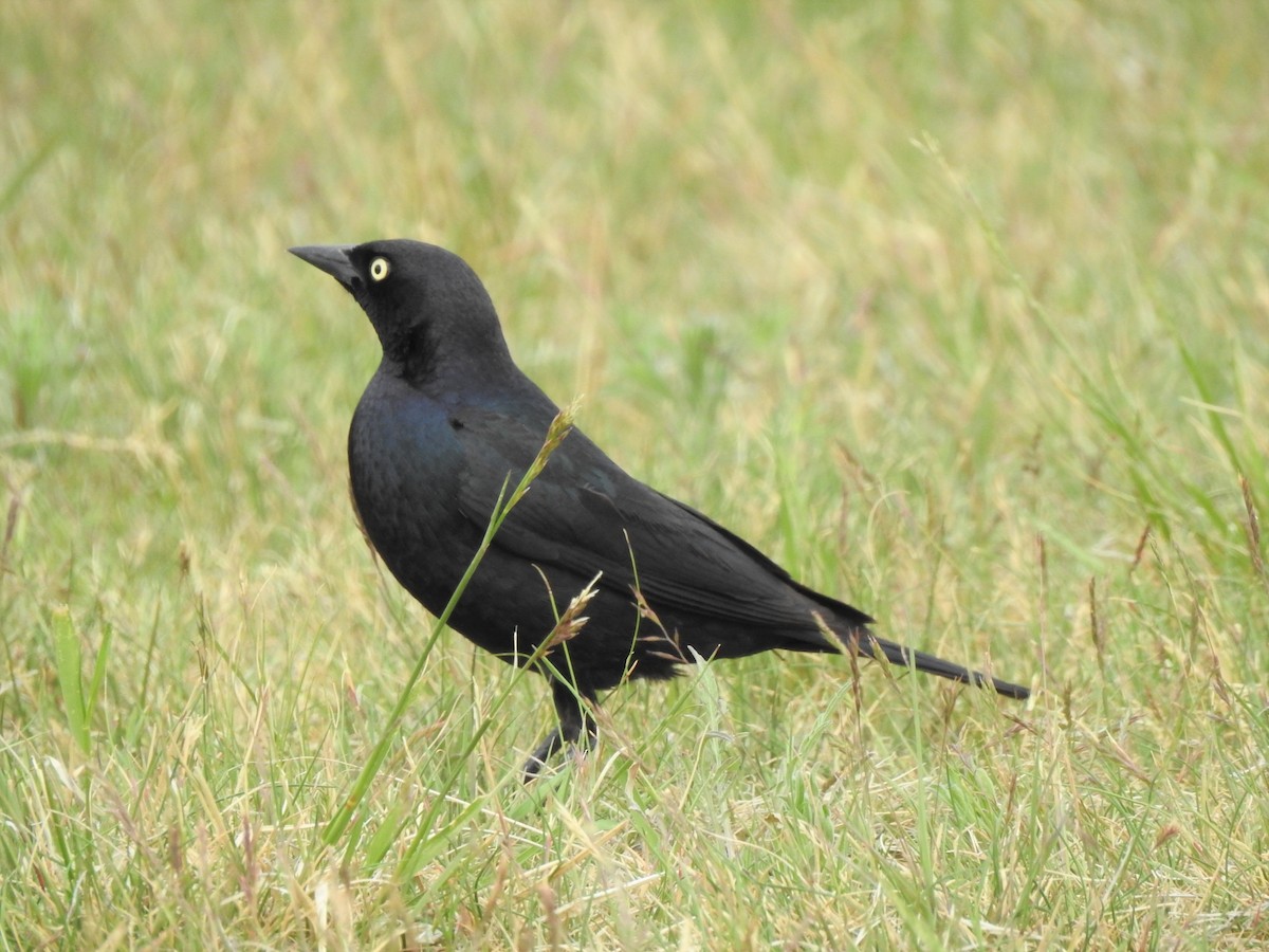 Brewer's Blackbird - ML457238021