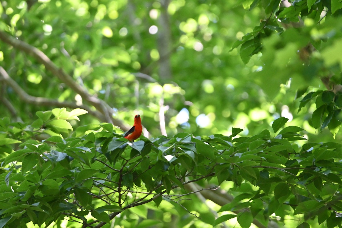 Scarlet Tanager - ML457238821