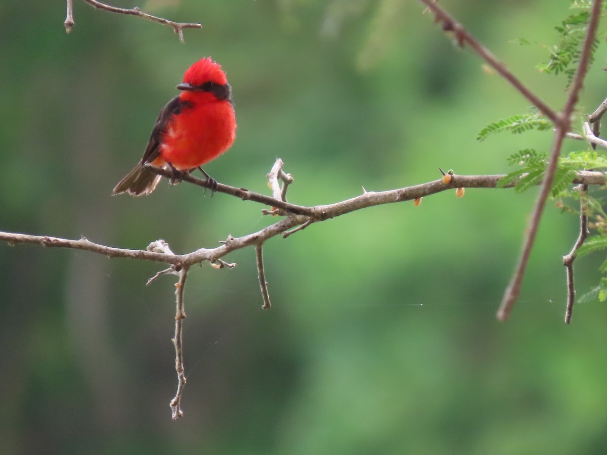 Vermilion Flycatcher (saturatus) - ML457240901