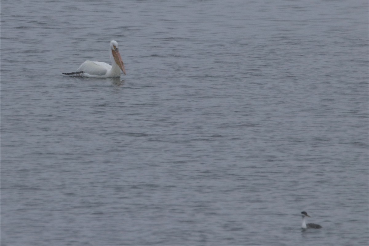 American White Pelican - ML457240981