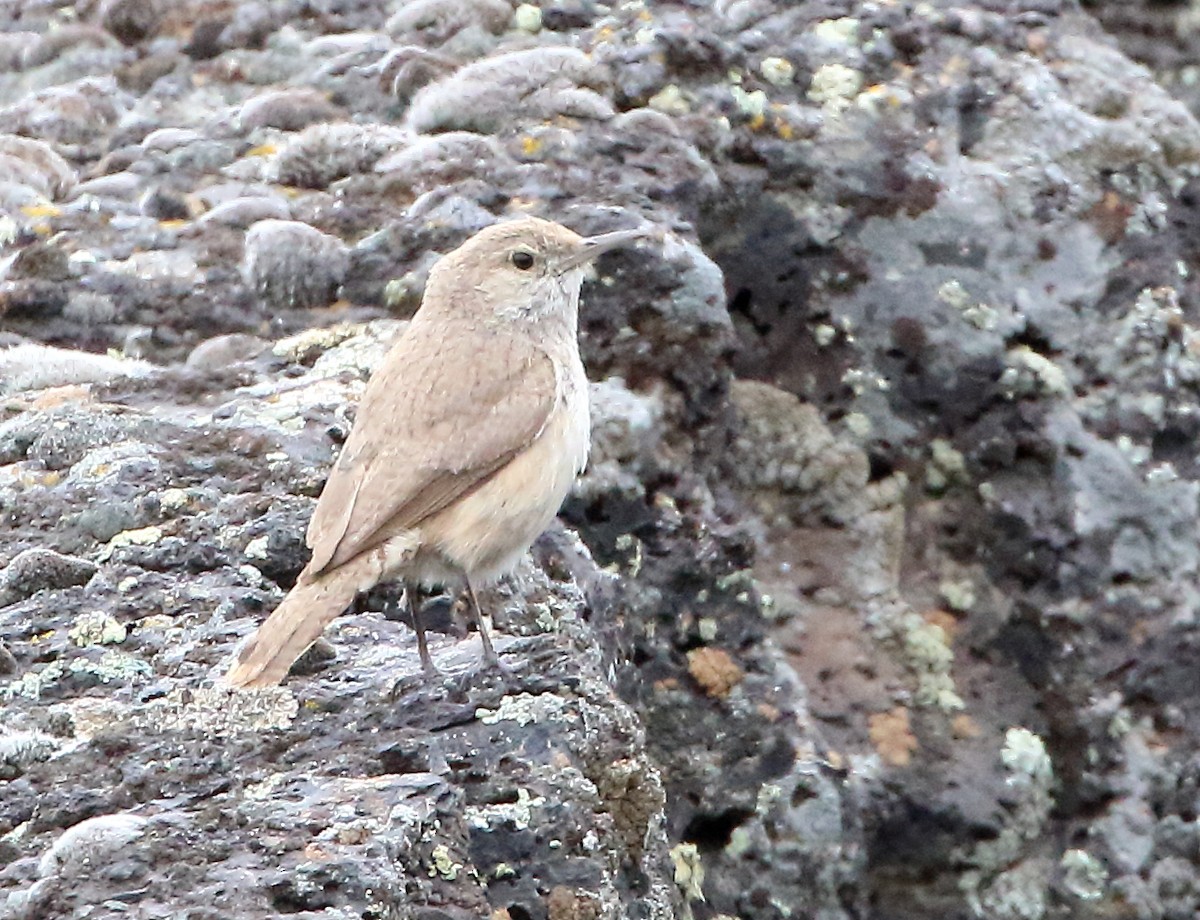 Rock Wren - ML457241911