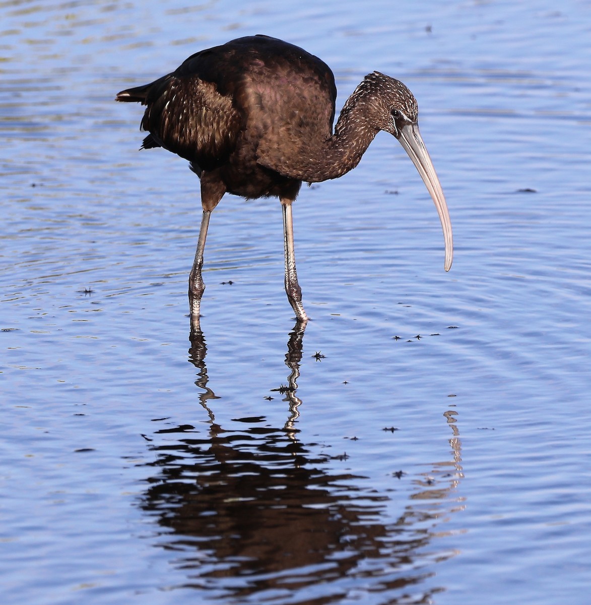 ibis hnědý - ML457243861