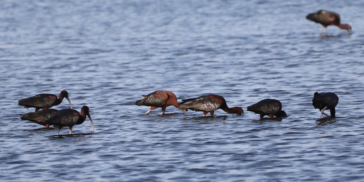 Glossy Ibis - ML457243901