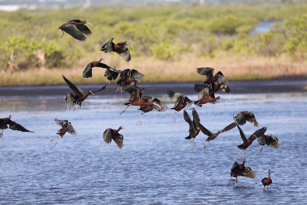 Glossy Ibis - ML457243971