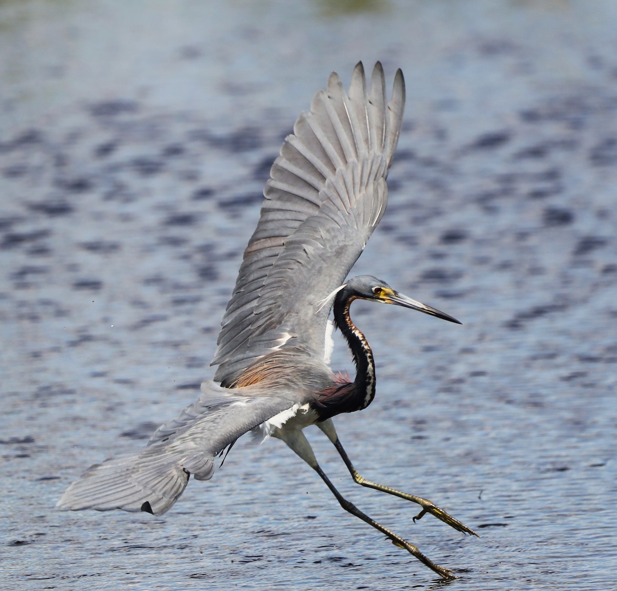 Tricolored Heron - ML457244631