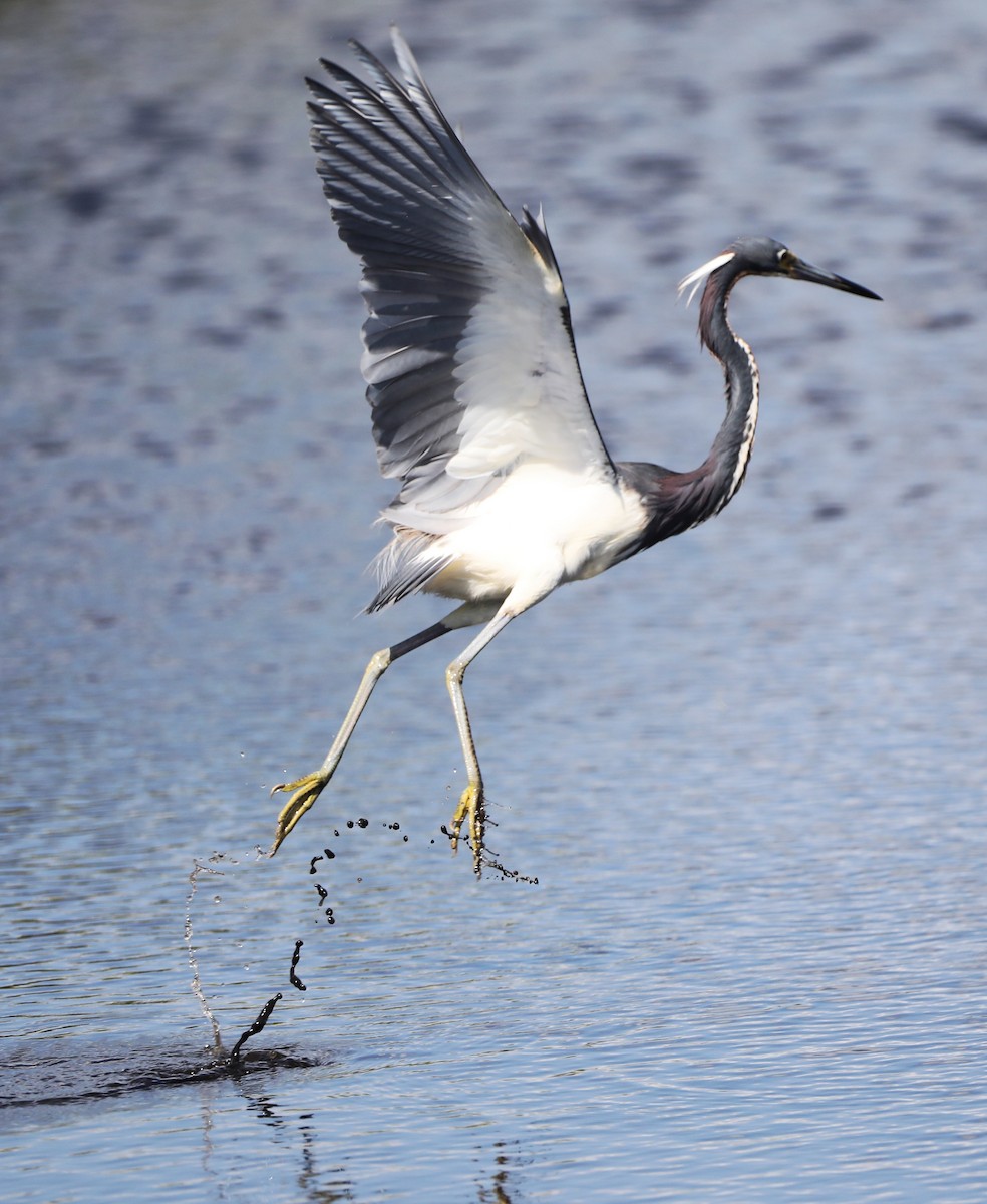 Tricolored Heron - ML457244641