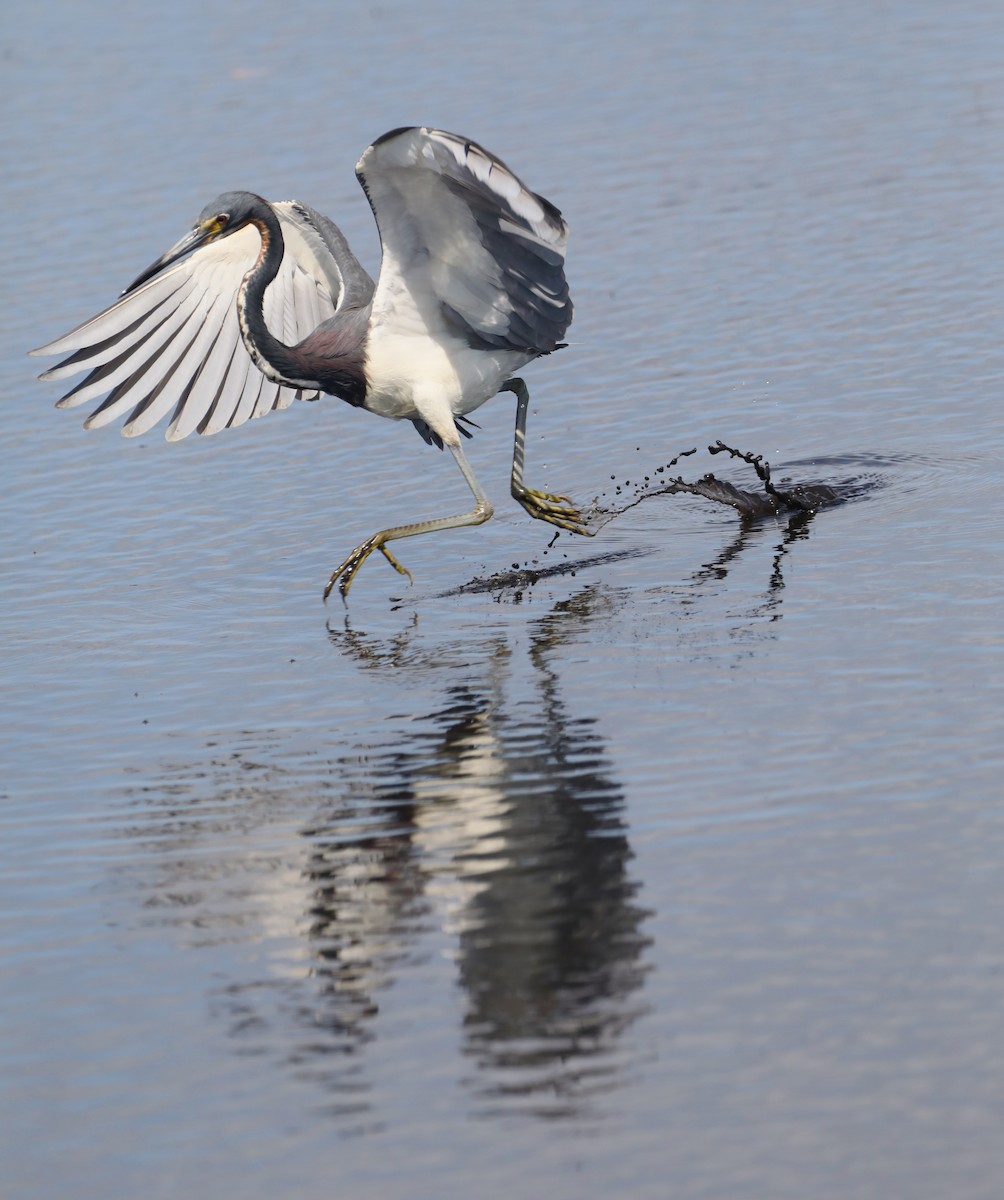 Tricolored Heron - ML457244671