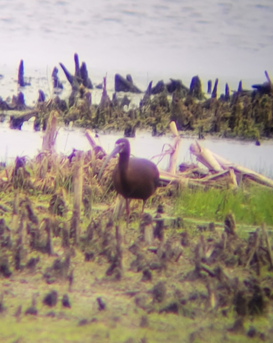 White-faced Ibis - David Schrab