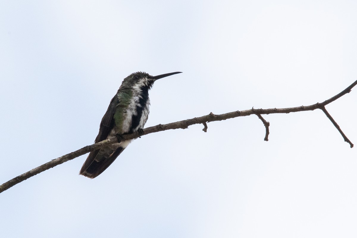 Black-throated Mango - ML457248151