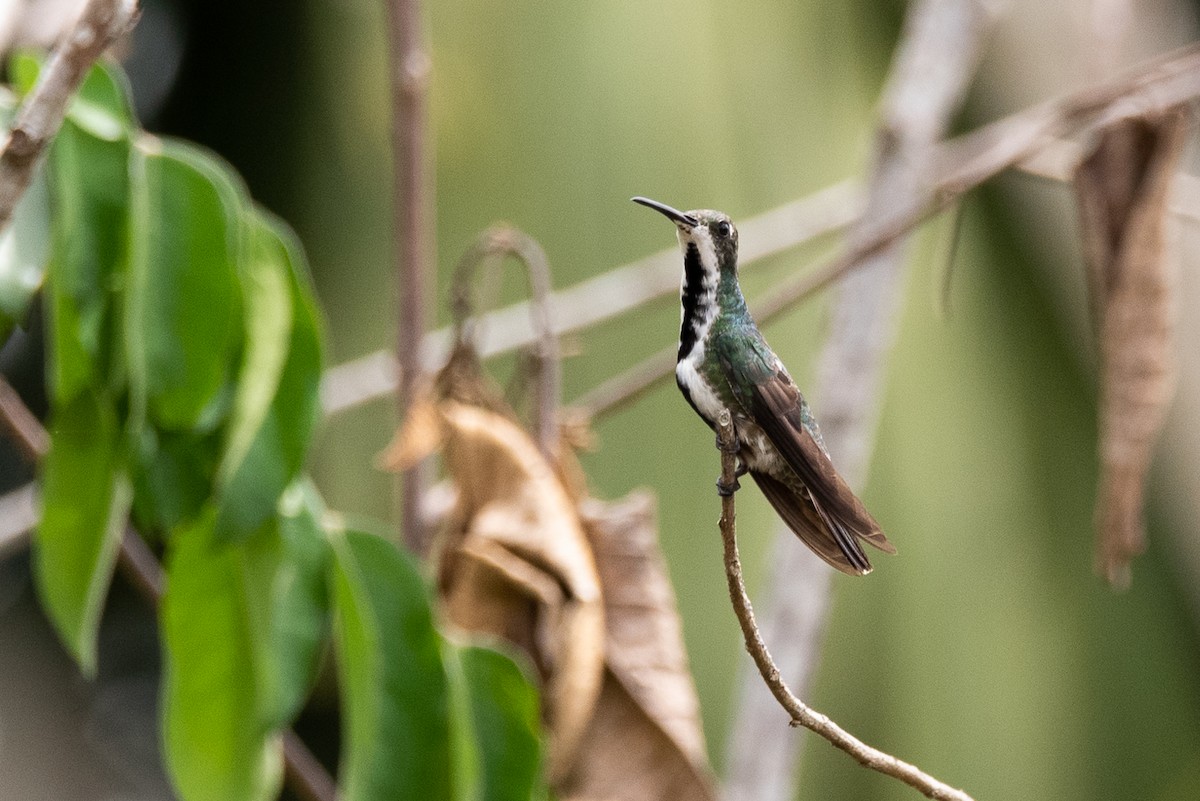 kolibřík tropický - ML457248161