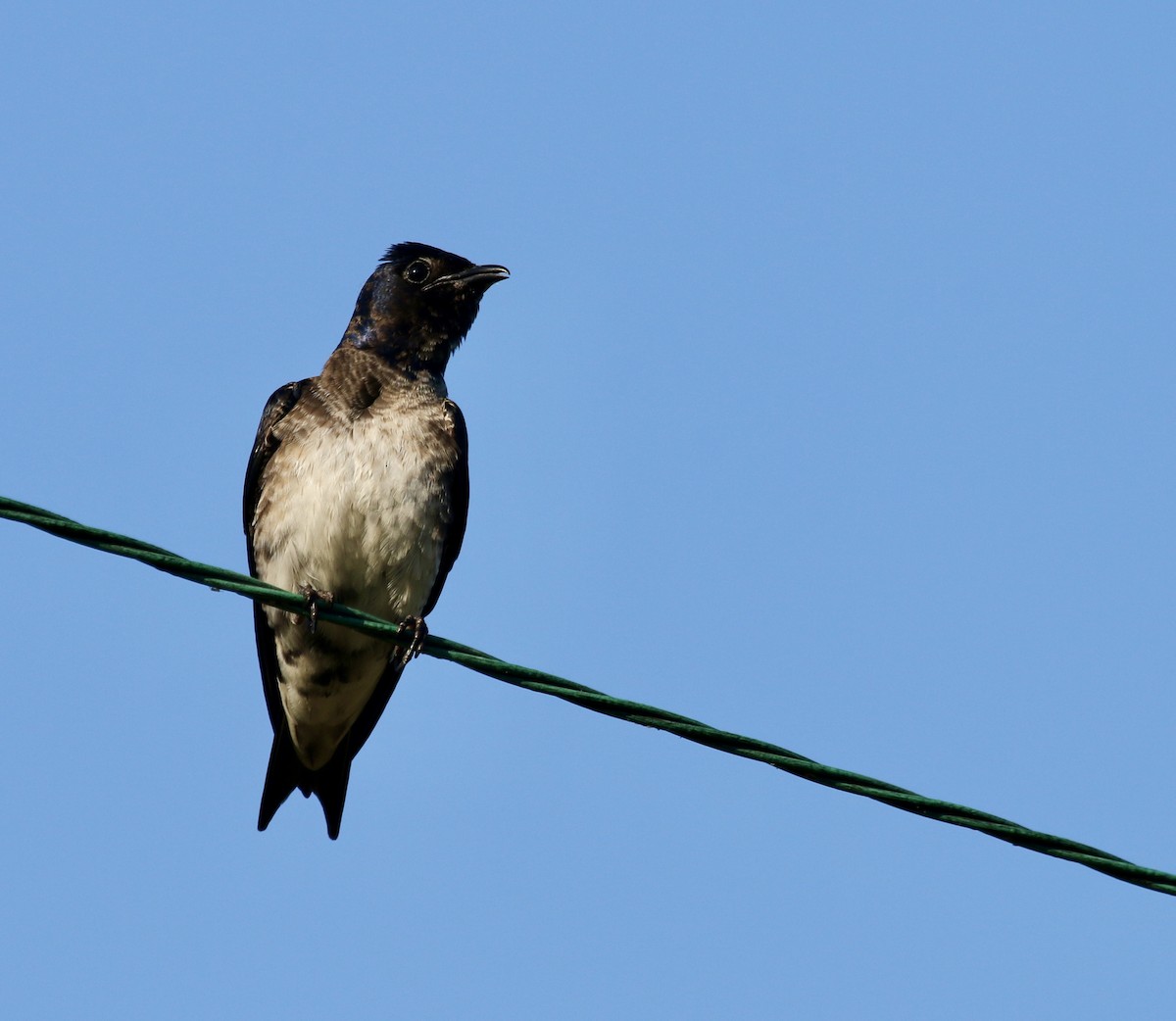 Purple Martin - ML457248621