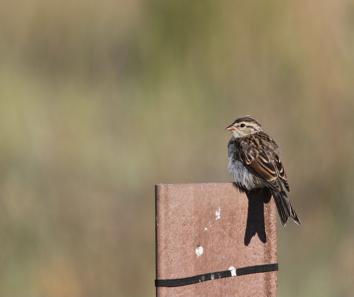 Chipping Sparrow - ML457248681