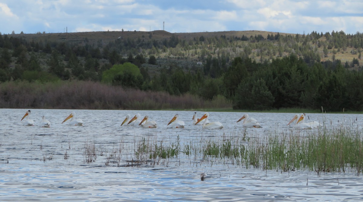 American White Pelican - Claire Weiser