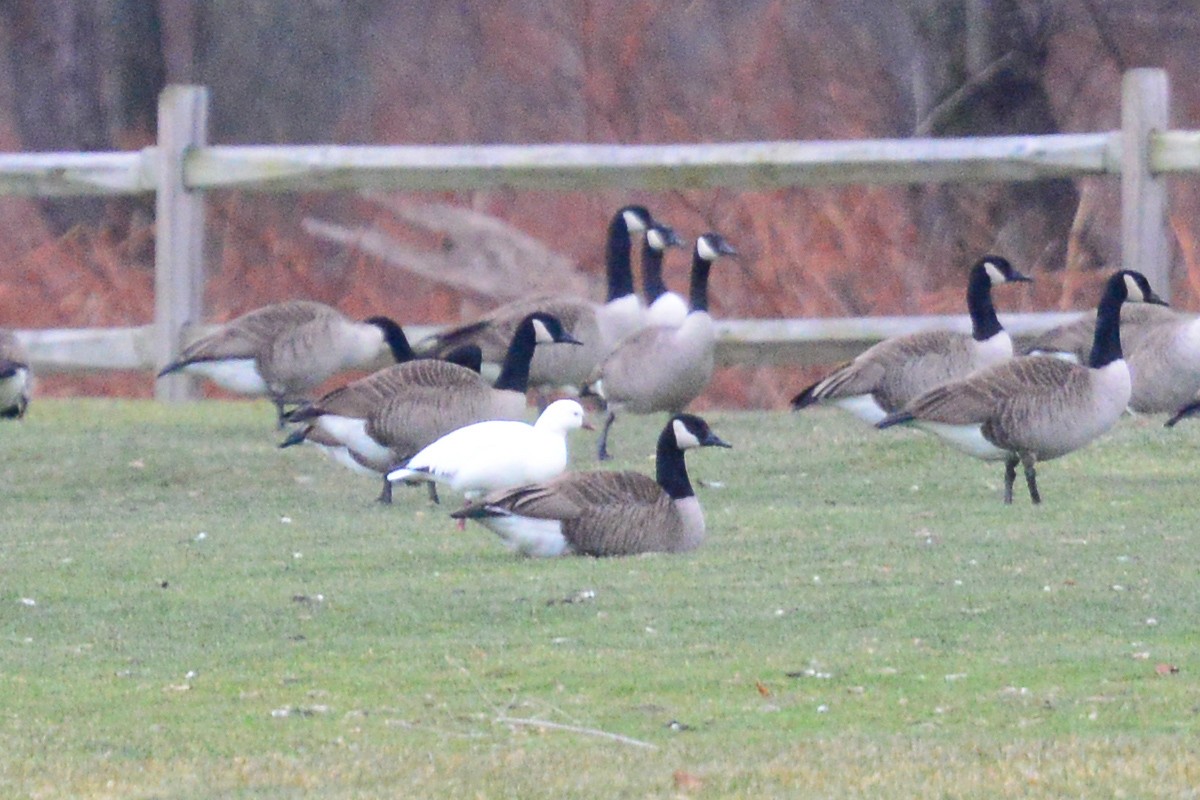 Ross's Goose - ML45725021