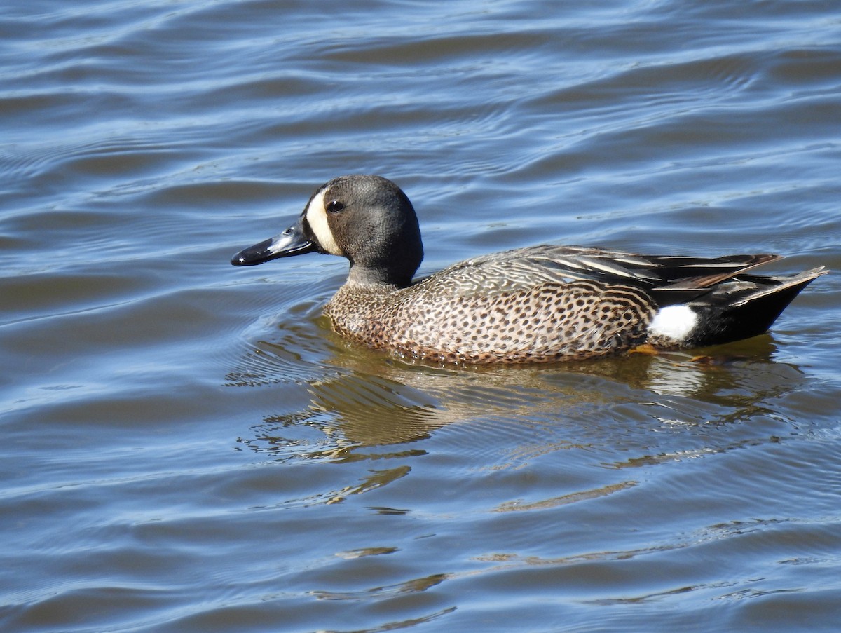 Blue-winged Teal - Jules-Alex Banville