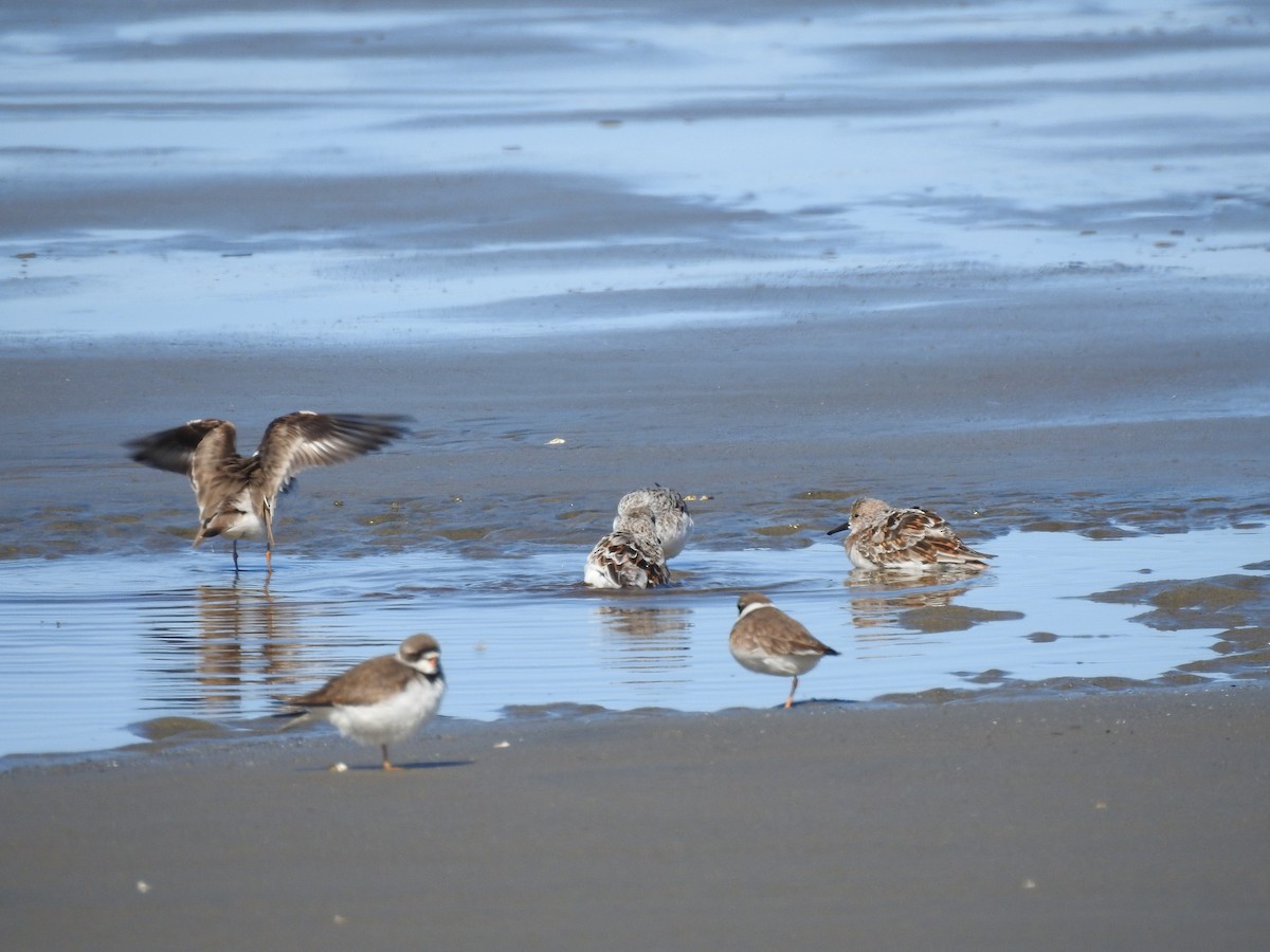 Sanderling - ML457251201