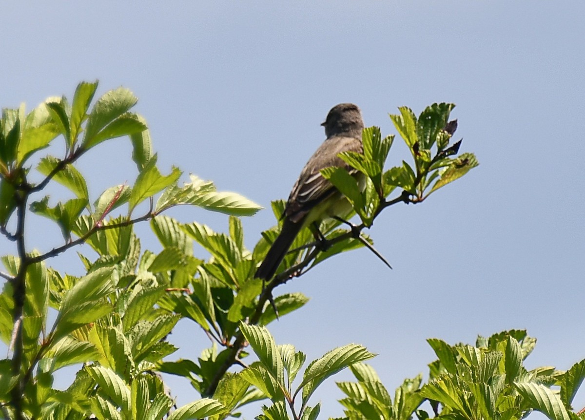 Alder Flycatcher - ML457252431