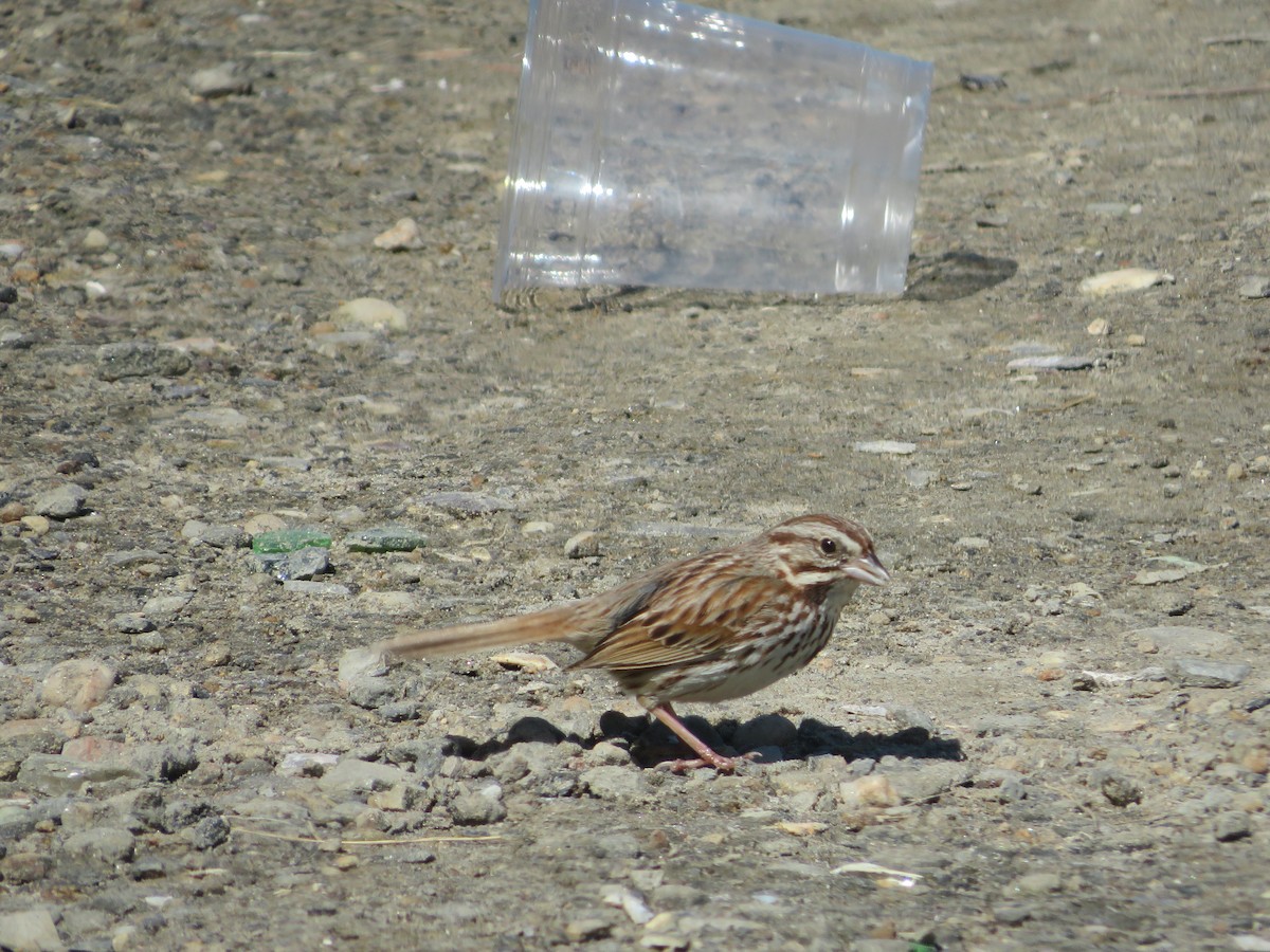 Song Sparrow - ML457252911