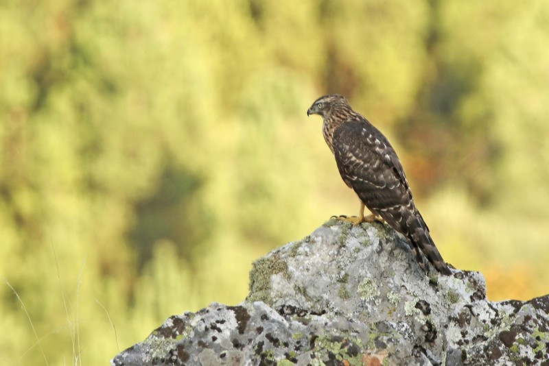 Eurasian Goshawk - Francisco Barroqueiro