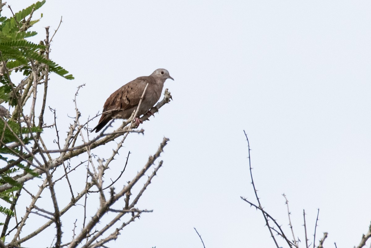 Ruddy Ground Dove - ML457253791