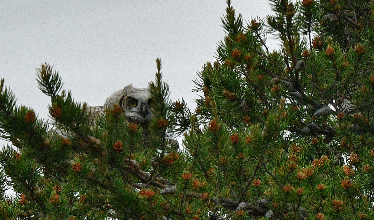 Great Horned Owl - ML457257001