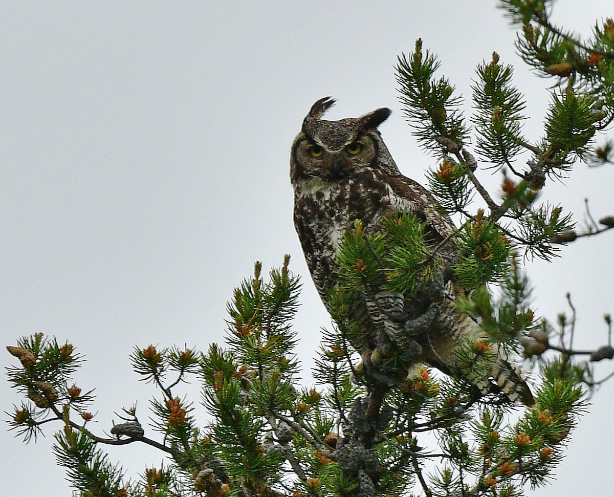Great Horned Owl - ML457257011