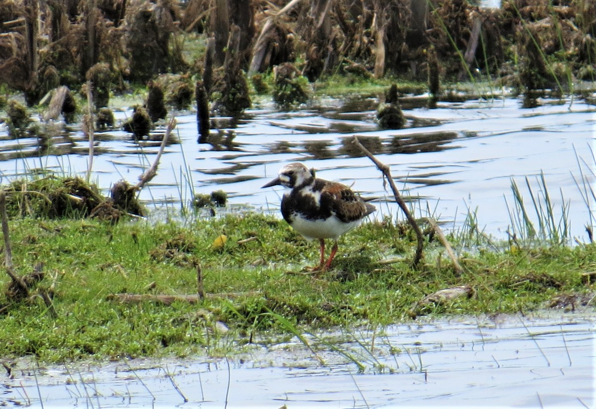 Ruddy Turnstone - ML457258801